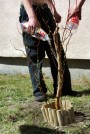 Sadzenie drzewek - obchody Dnia Ziemi - kwiecień 2012